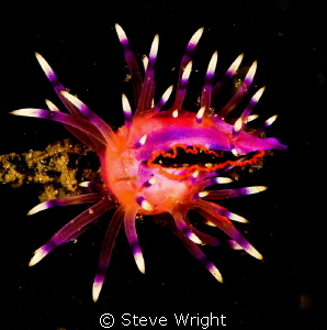 A burst of color!
FLABELLINA,Olympus e-520 DSLR 50mm Mac... by Steve Wright 